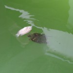 Mittagessen nach Schildkrötenart