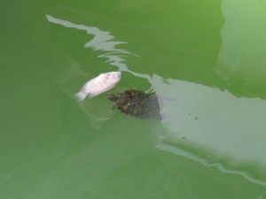Mittagessen nach Schildkrötenart