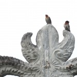 Die Palastschwälbchen