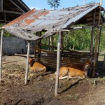 Die Kälbchen unterm heißen Blechdach