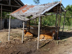 Die Kälbchenunterm heißen Blechdach
