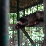 Luwar mit Käfigkoller