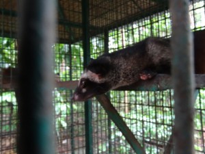 Luwar mit Käfigkoller