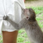 No he sido yo, jajaja