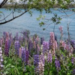 ...und immer wieder Lupinen