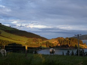 Blick auf die Otago Peninsula