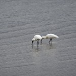 Futtersuche bei Ebbe