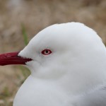 Unglaublich schön die Kreischer