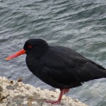 Wieder was fürs Auge, die schönen Oystercatcher