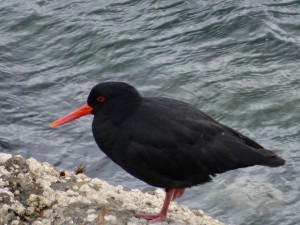 Wieder was fürs Auge, die schönen Oystercatcher