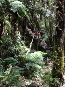 Hidden in the rainforest