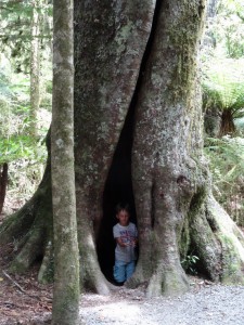 Das sind doch mal Bäume zum Versteckspiel