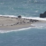 ...und da liegen sie wieder bräsig zu Hauf in der Sonne