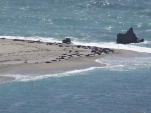 und da liegen sie wieder bräsig zu Hauf....