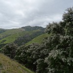 Überall Manuka - Manuka por todo