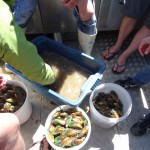 Die Grünlippmuscheln fürs Abendbrot