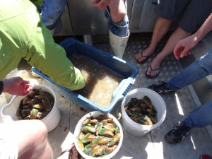 Die Grünlippmuscheln fürs Abendbrot