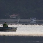 Marten and the orcas