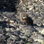 40 cm, noch ganz klein und direkt zu unseren Füßen