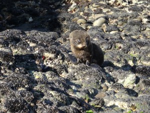 40 cm, noch ganz klein und direkt zu unseren Füßen