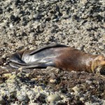 und die Alten bräsig in der Sonne