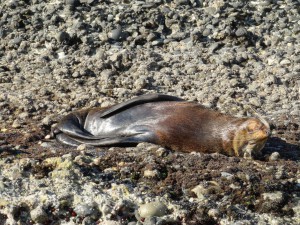 und die Alten bräsig in der Sonne