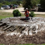 Riesenplatanenstumpf