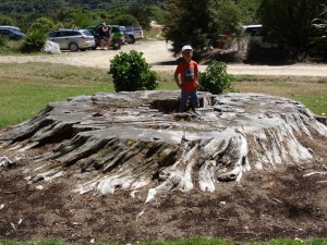 Riesenplatanenstumpf