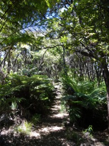 Track durch den Regenwald hat sich gelohnt...