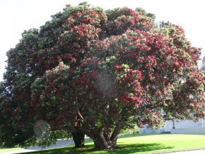 Blühener Pohutukawa