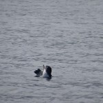 Die kleinste Pinguinart der Welt: der Blue Penguin, schwamm einsam vorbei