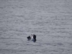 Die kleinste Pinguinart der Welt: der Blue Penguin, schwamm einsam vorbei