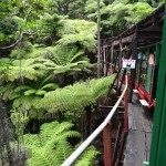 Idyllisch durch den Regenwald