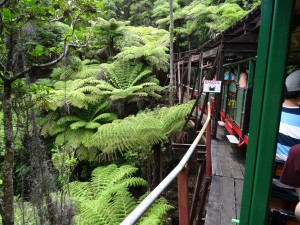 Idyllisch durch den Regenwald