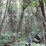 Lost im Trounson Kauri Forest