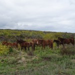 Wilde Mustangs am Strassenrand