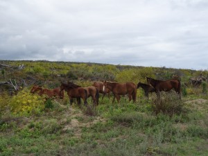 Wilde Mustangs am Strassenrand