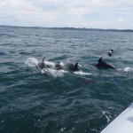 Die bottlenose dolphins sind ueberall