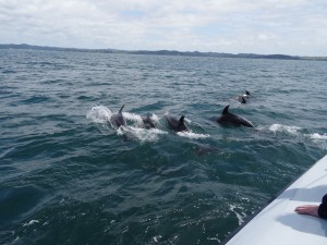 Die bottlenose dolphins sind ueberall