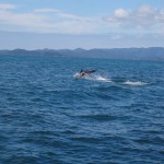 ...und begleiten uns lange Zeit