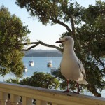 ... und nebendran warten schon die Abstauber-Zaungaeste