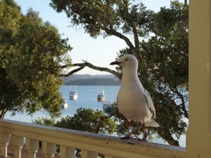 ... und nebendran warten schon die Abstauber-Zaungaeste