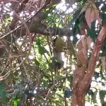 die im Dschungel nach Früchten suchen und sich diese riesige Durian ausgesucht haben