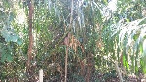 Auf dem Rückweg begegnen wir einer riesigen Horde Affen, 