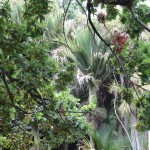 Die Vegetation ist immer wieder überwältigend. Eichen stehen hier direkt neben Palmen...