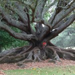 ...und riesigen Ficusbäumen