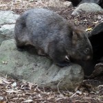 Das Wombat hat noch kuscheligeres Fell...