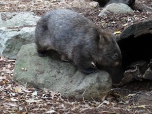 Das Wombat hat noch kuscheligeres Fell...