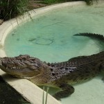 Dieser nicht sehr freundliche Zeitgenosse hat bereits einen Hund und zwei Artgenossinnen auf dem Gewissen, weshalb er nun hier allein sein Dasein fristen muss und...