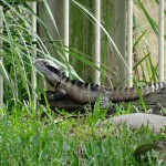 Ganz allein war das Salty übrigens doch nicht. Ab und an bekommt es Besuch von einem kleineren Echsenfreund...